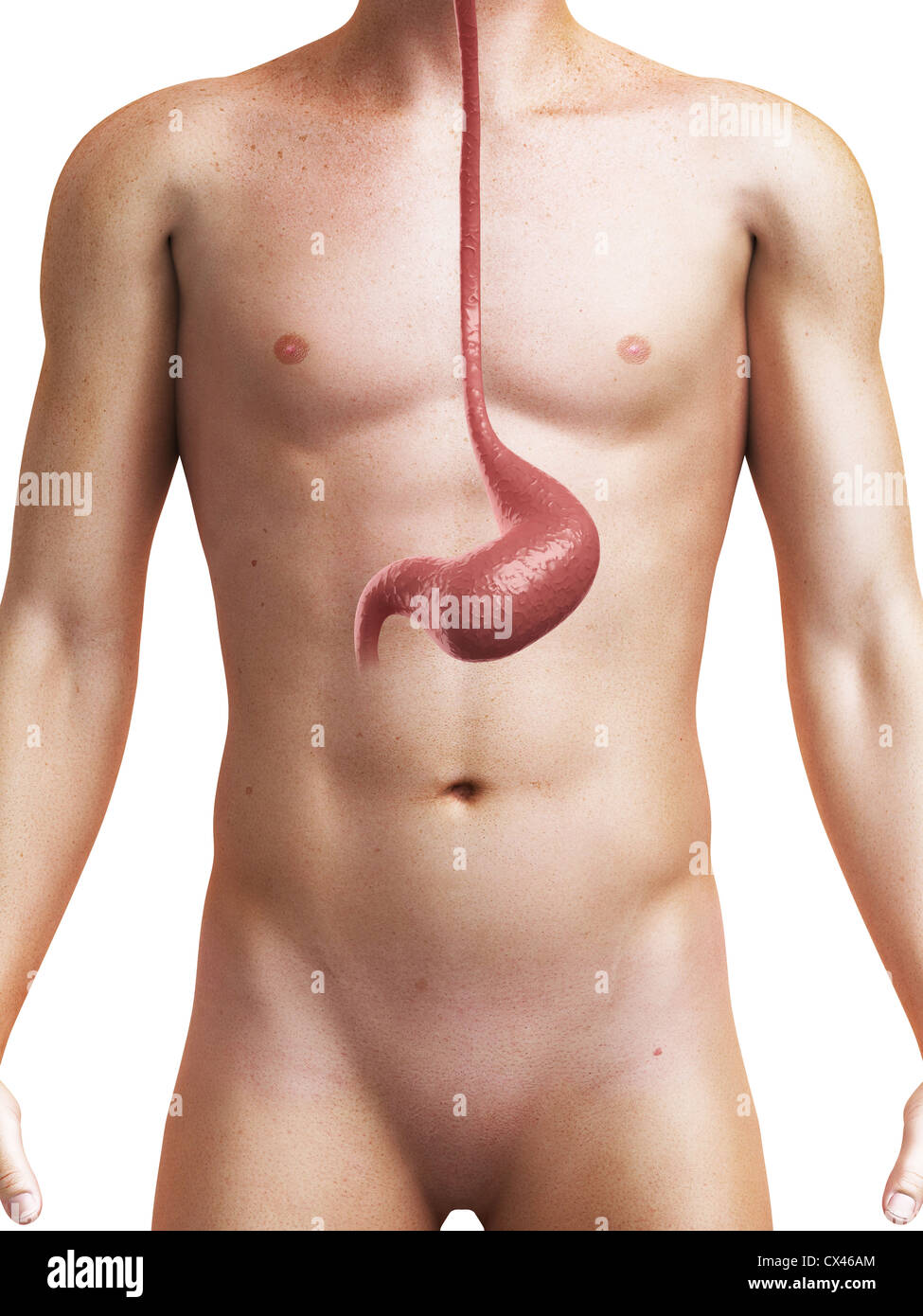 3d rendered medical illustration of the human stomach Stock Photo