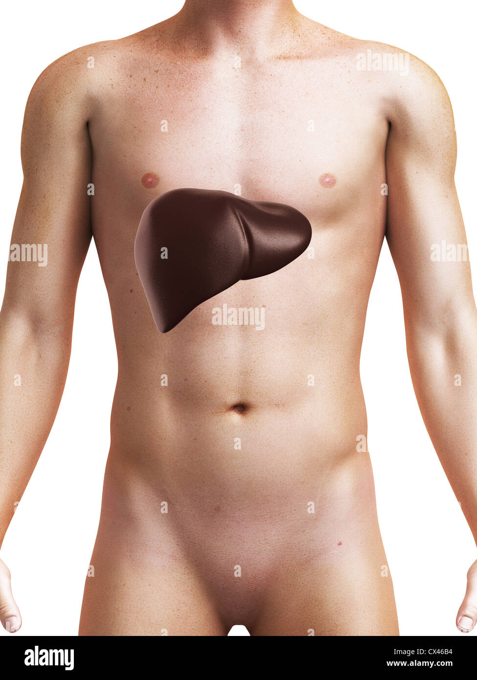 3d rendered medical illustration of a male liver Stock Photo