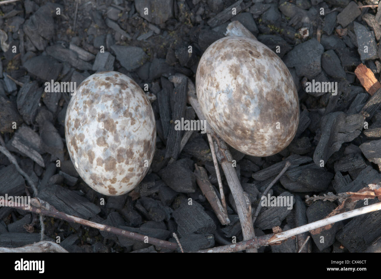 nightjar-bird-uk-hi-res-stock-photography-and-images-alamy