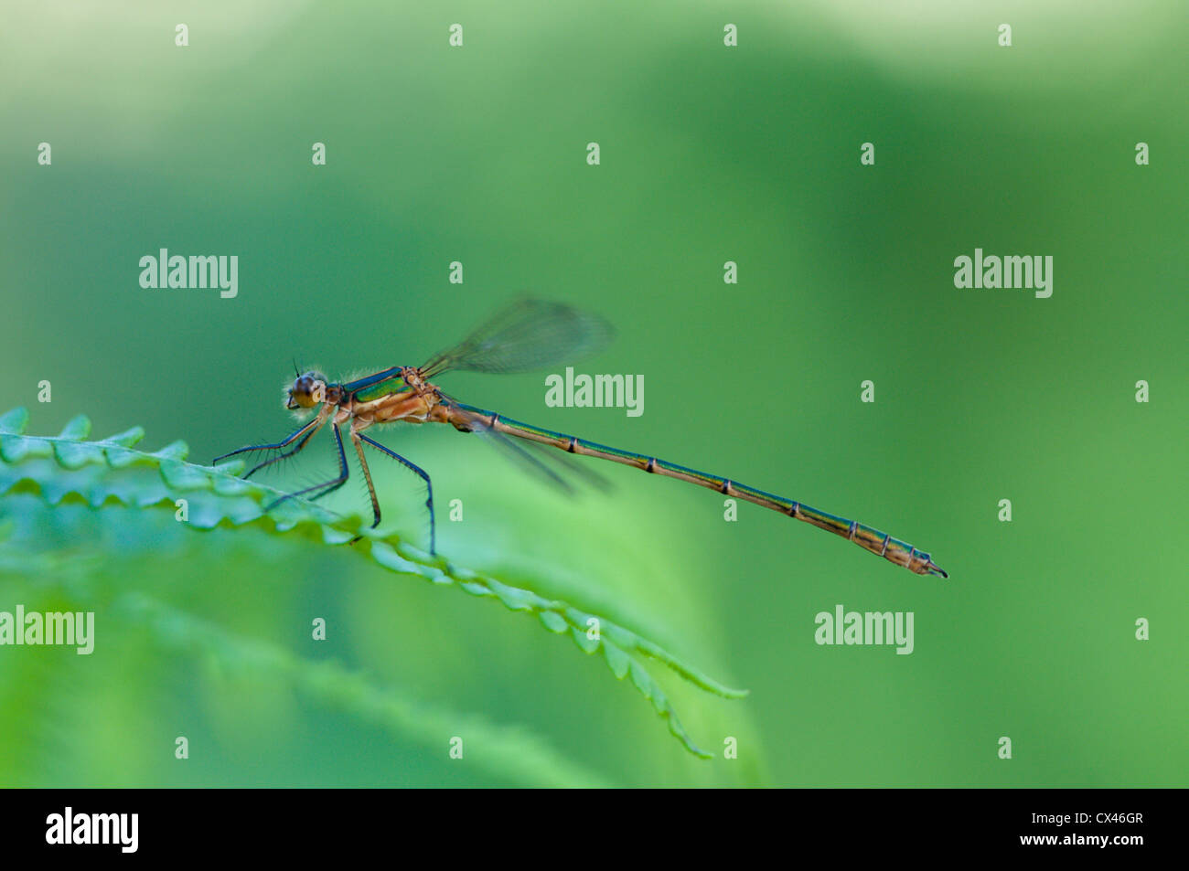 Emerald damselfly lestes male hi-res stock photography and images - Alamy