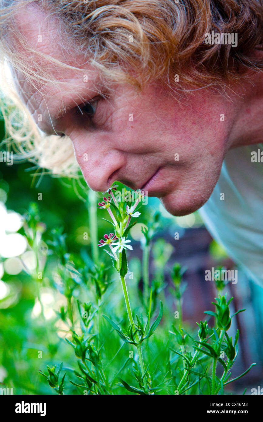 Man smelling fragrant midnight candy flowers. Stock Photo