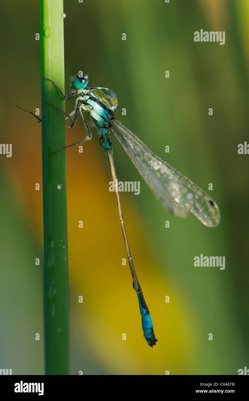 Blue-tailed damselfly with morning dew 'satchel' Stock Photo