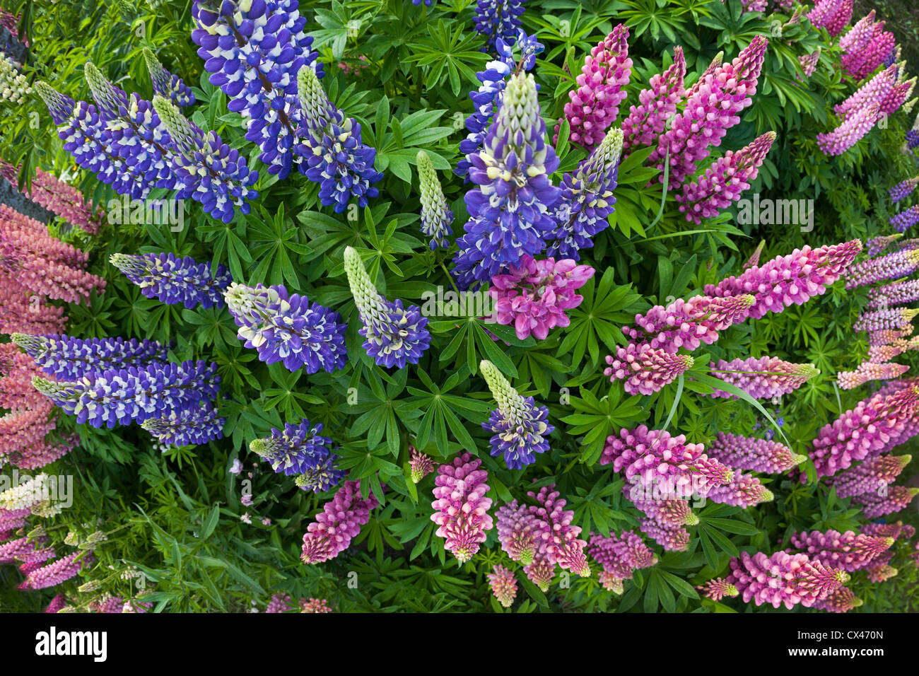 A clump of large-leaved Lupines in bloom (Lupinus polyphyllus)   Massif de Lupins (Lupinus polyphyllus) en fleurs. Stock Photo