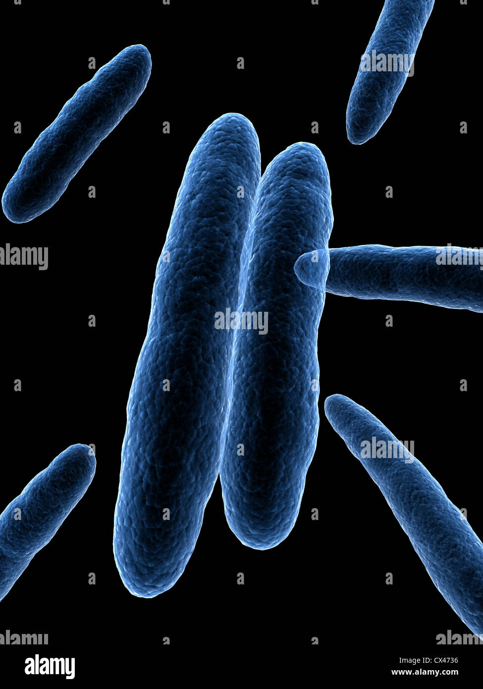Bacteria coccus hi-res stock photography and images - Alamy