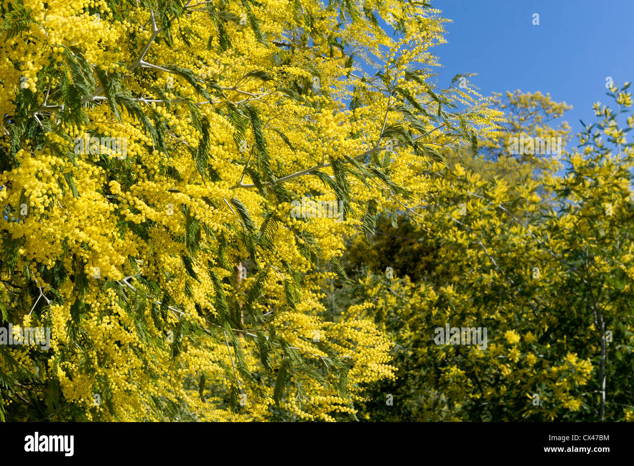 Portugal, the Algarve, Mimosa trees in flower on Monchique mountain