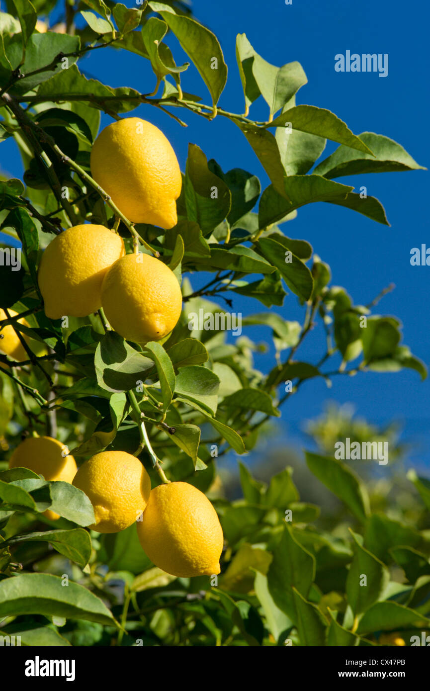 Lemons on the tree ( in the Algarve, Portugal ) Stock Photo