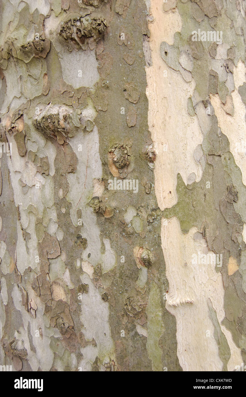 Close Up Of Bark Patterns On A London Plane Tree Stock Photo Alamy