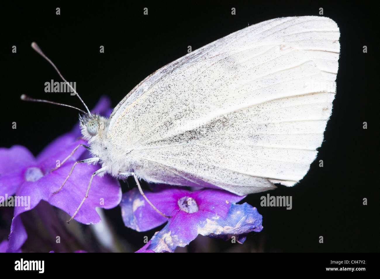 Cabbage White Butterfly (Pieris rapae) Stock Photo