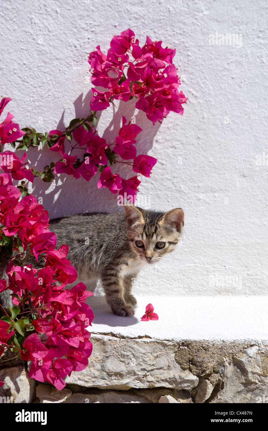 a kitten playing among bougainvillaea flowers iin the Algarve, Portugal Stock Photo