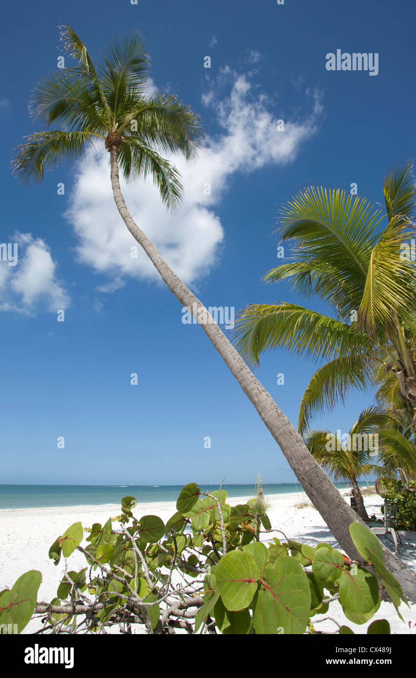 PALM TREES FORT MYERS BEACH ESTERO ISLAND GULF COAST FLORIDA USA Stock