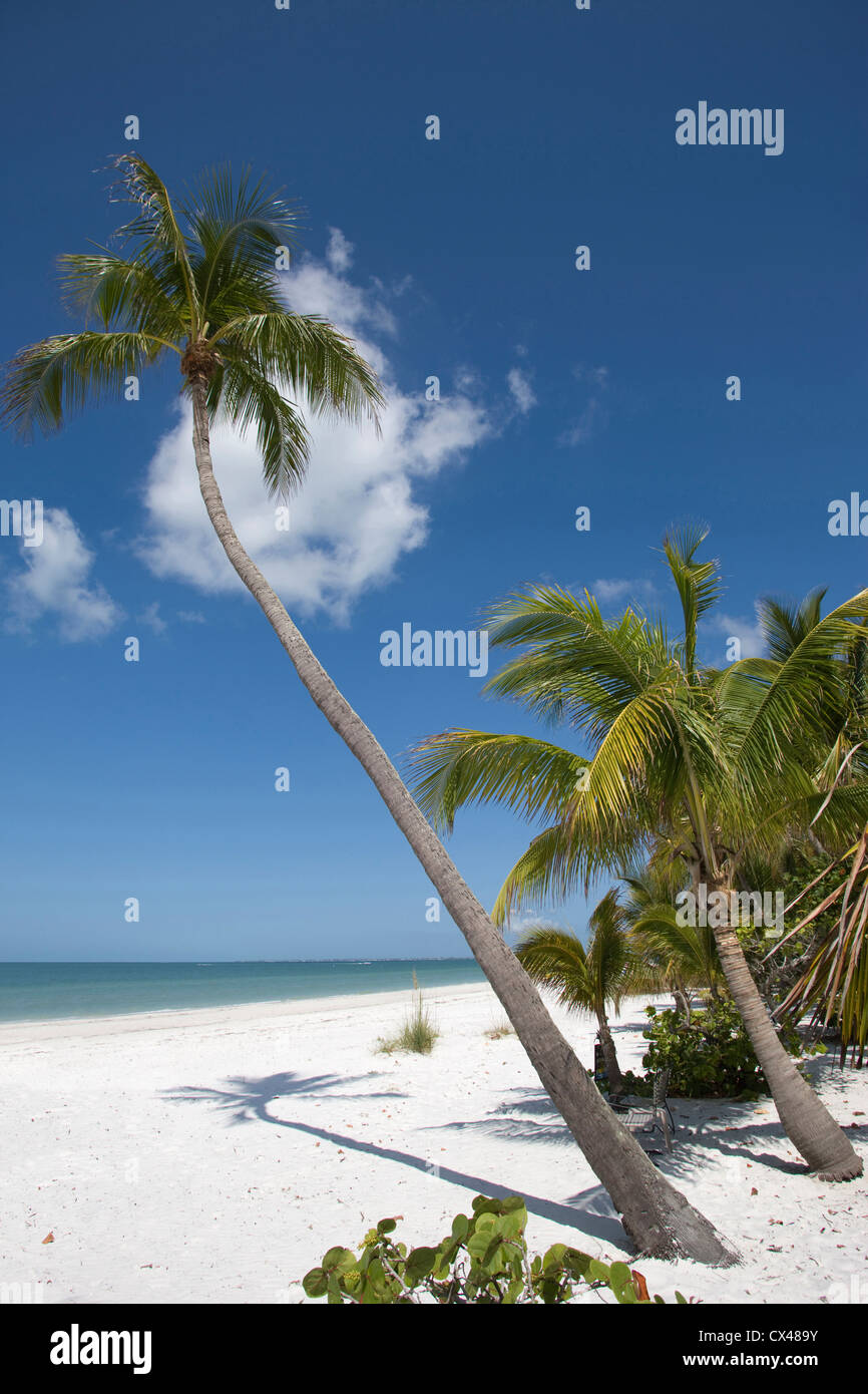 PALM TREES FORT MYERS BEACH ESTERO ISLAND GULF COAST FLORIDA USA Stock Photo