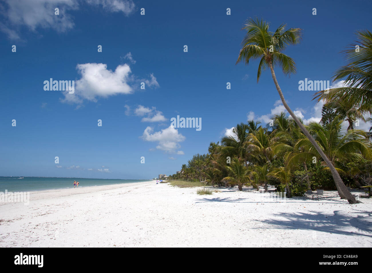 PALM TREES FORT MYERS BEACH ESTERO ISLAND GULF COAST FLORIDA USA Stock