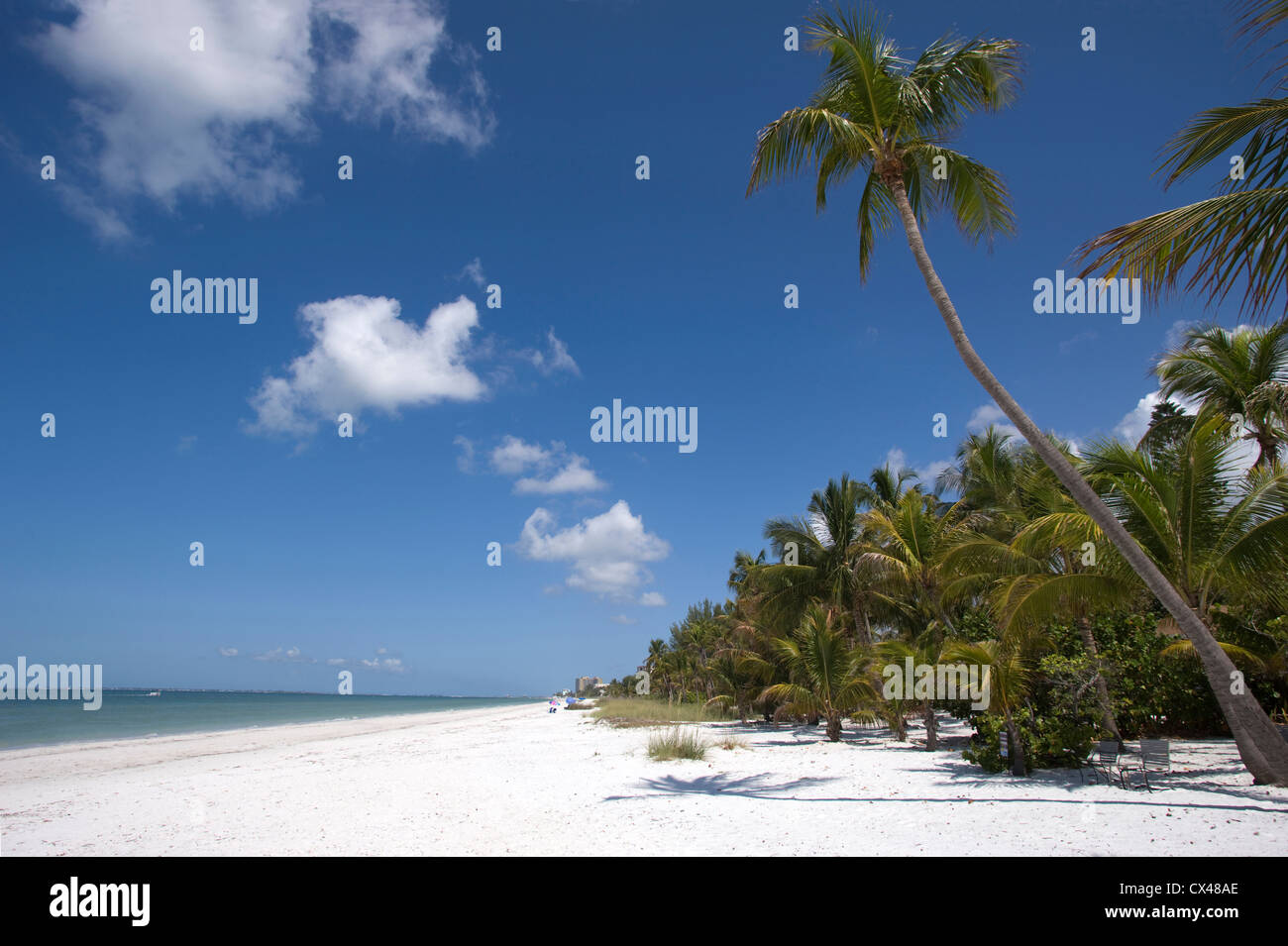 PALM TREES FORT MYERS BEACH ESTERO ISLAND GULF COAST FLORIDA USA Stock ...