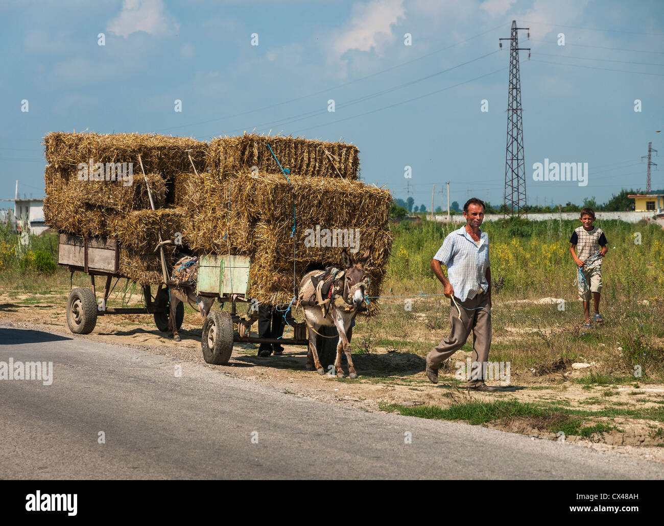 Transporting harvested hay using carts pulled by mules near Berat in