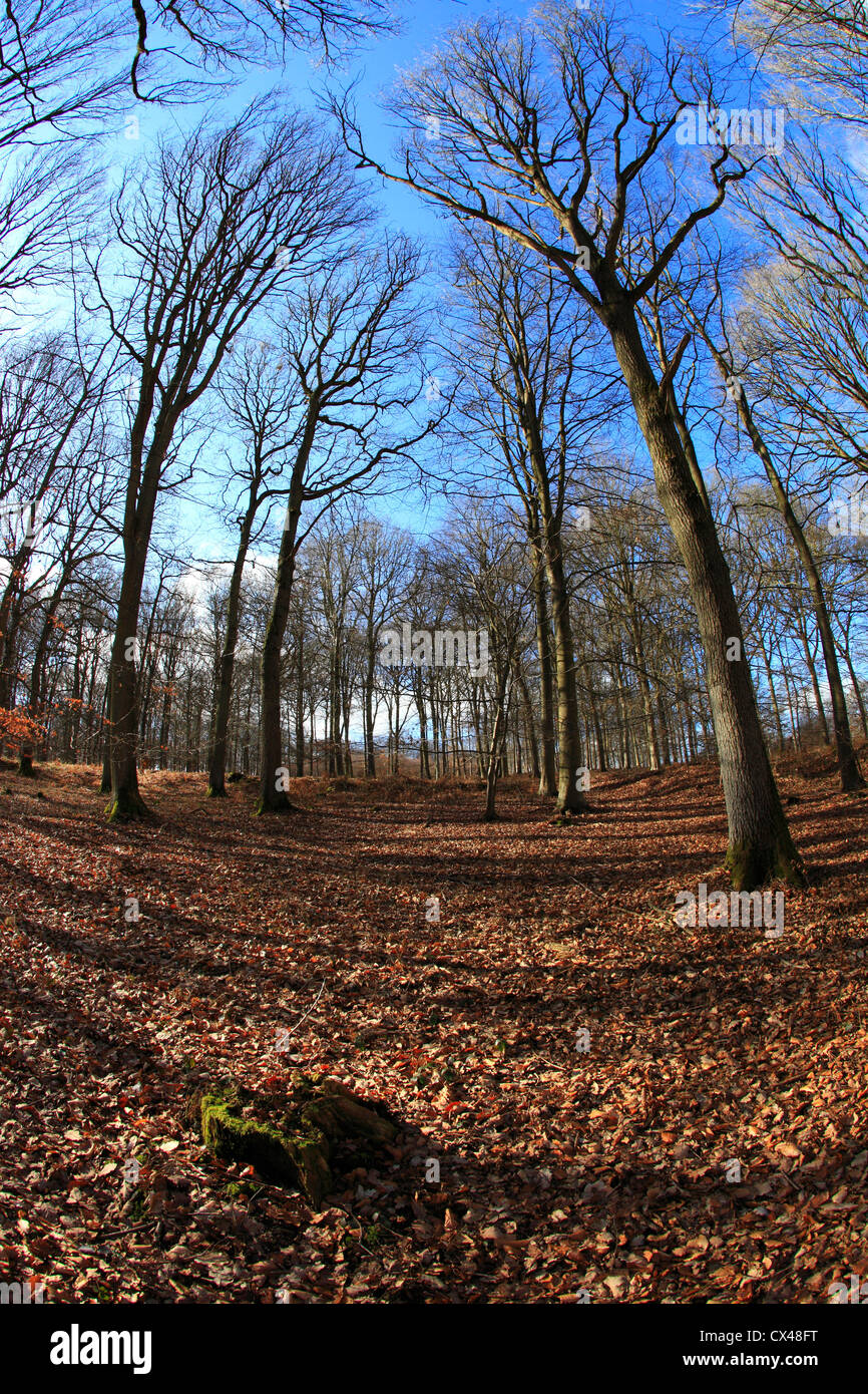 Warped trees hires stock photography and images Alamy