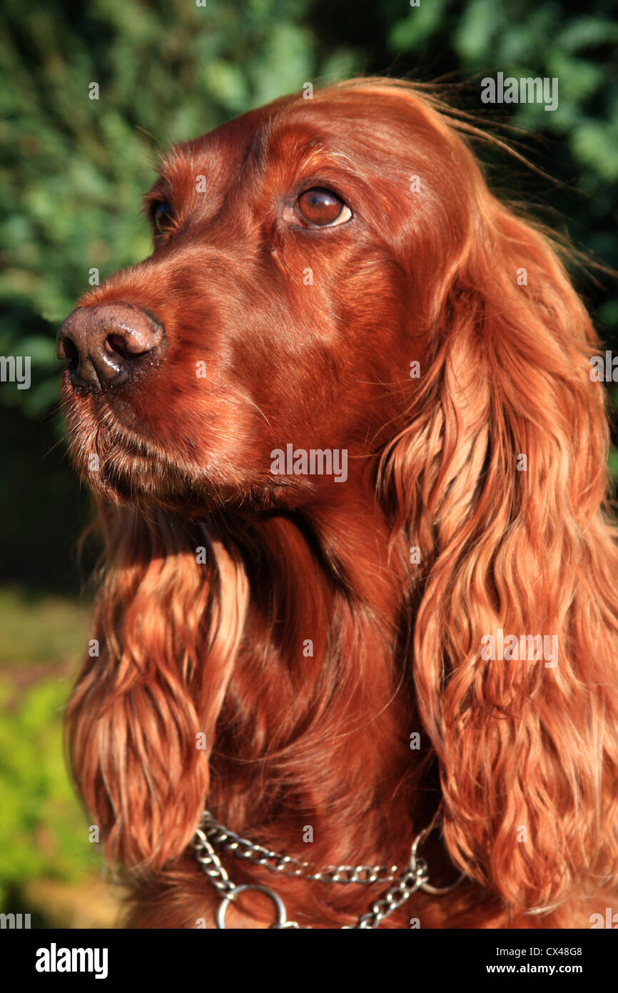 Female Irish Red Setter Stock Photo