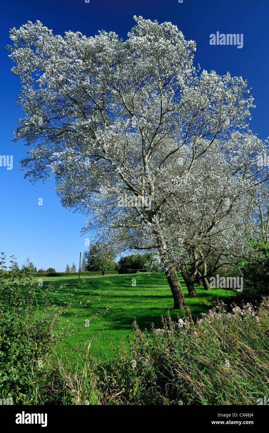 Silver Leaved Trees In A Field In Leicestershire Stock Photo Alamy Silver Leaved Trees In A Field In Leicestershire Stock Photo Alamy