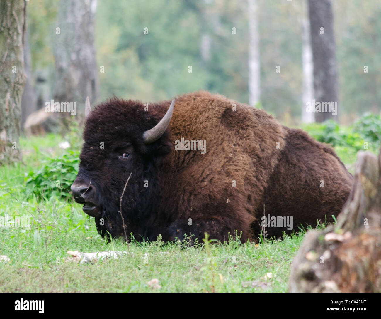 American bison in the national park Stock Photo - Alamy
