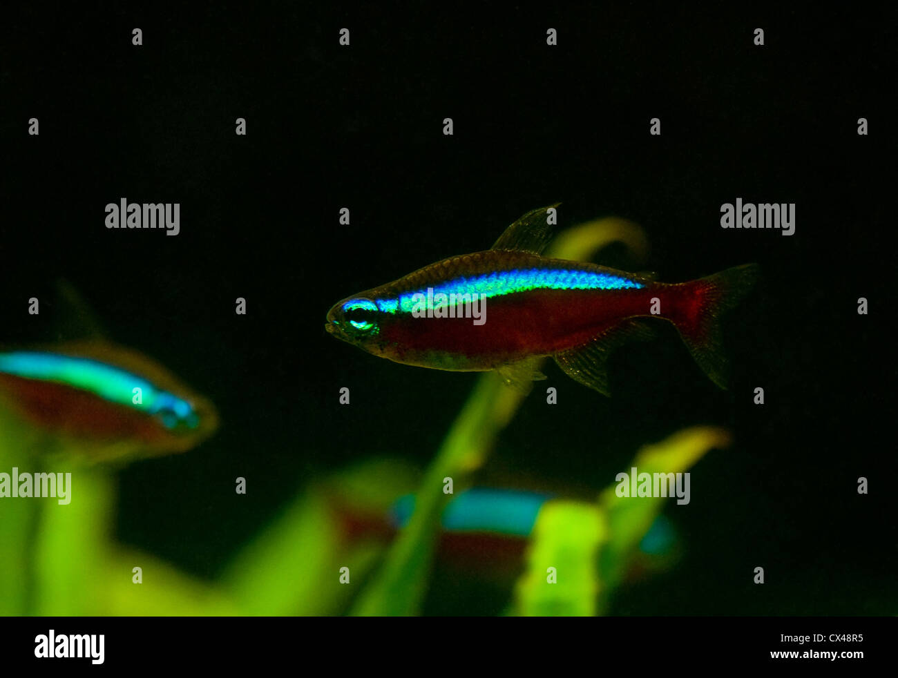 Neon animal face hi-res stock photography and images - Alamy