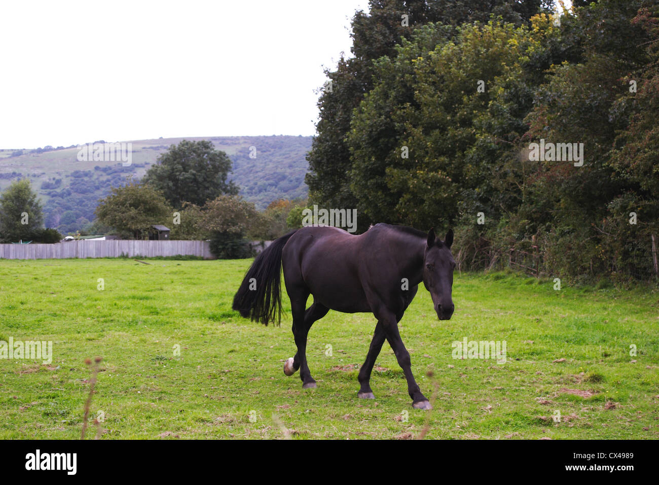 Black mare grazing in a field Stock Photo