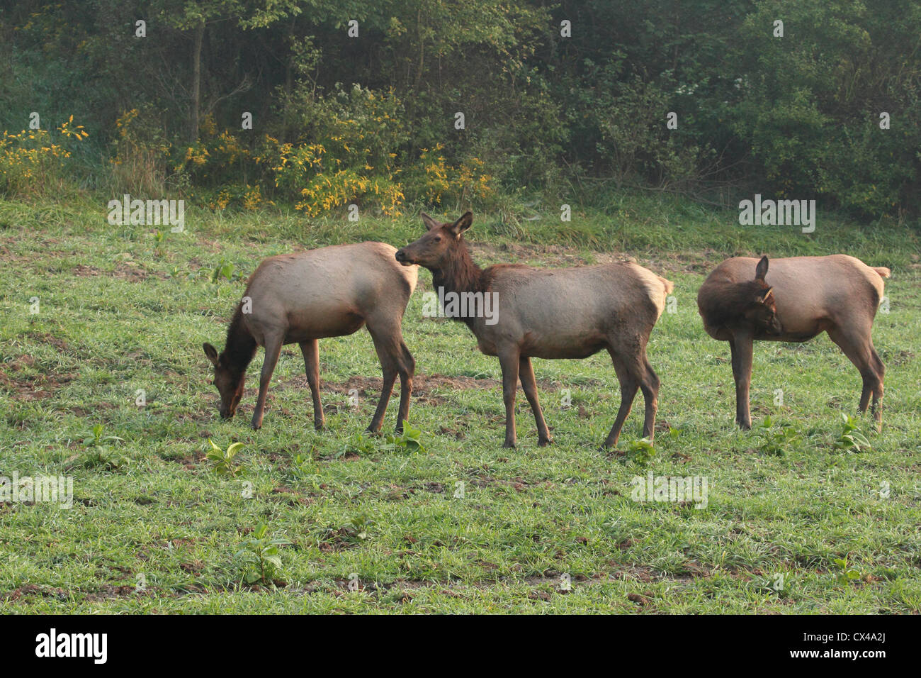 Three cow elk in a field. Stock Photo
