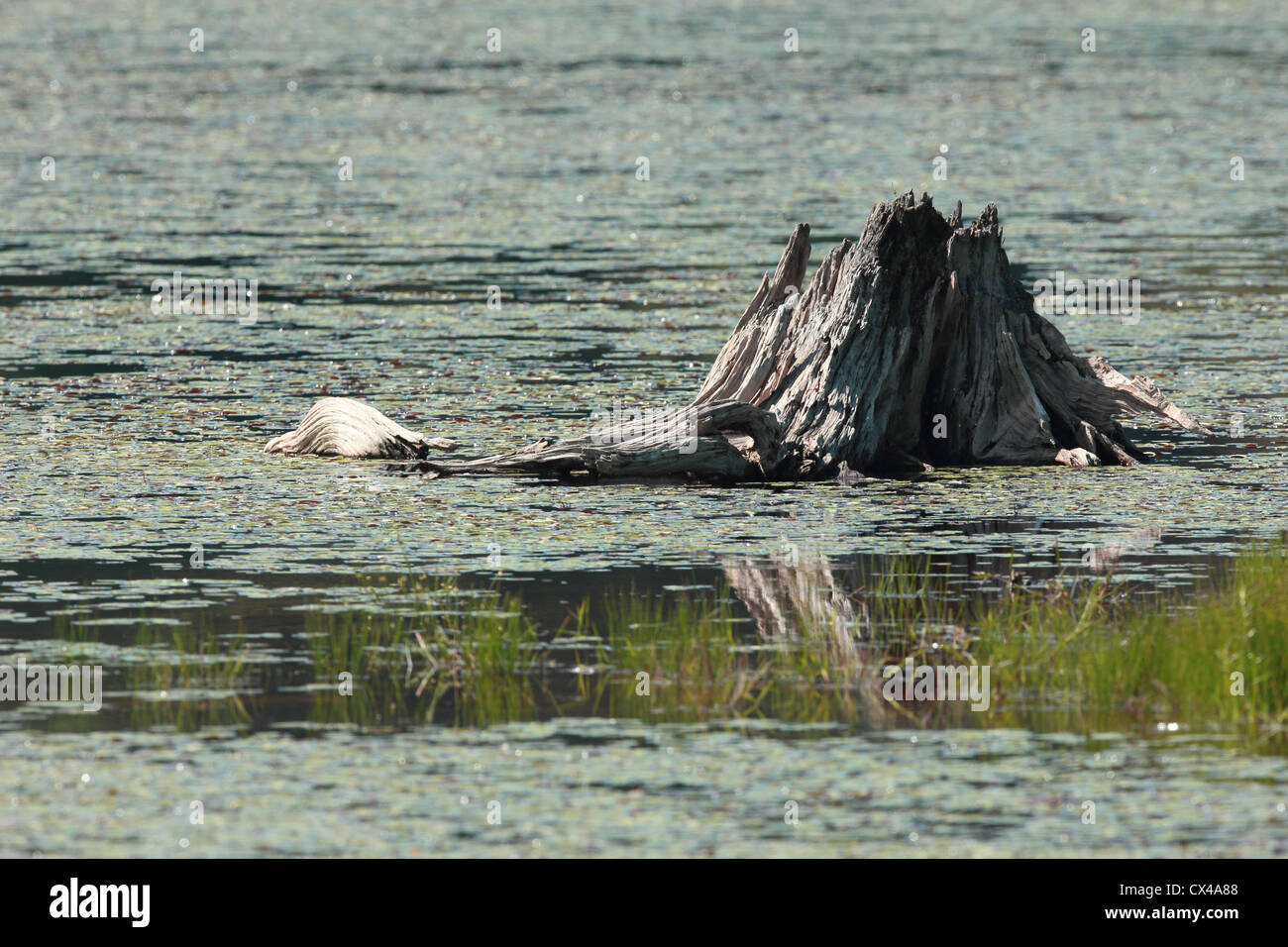 An old stump sits in a pond Stock Photo Alamy
