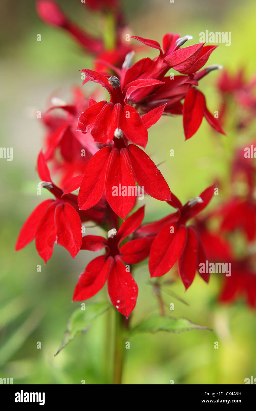 Scarlet lobelia hi-res stock photography and images - Alamy