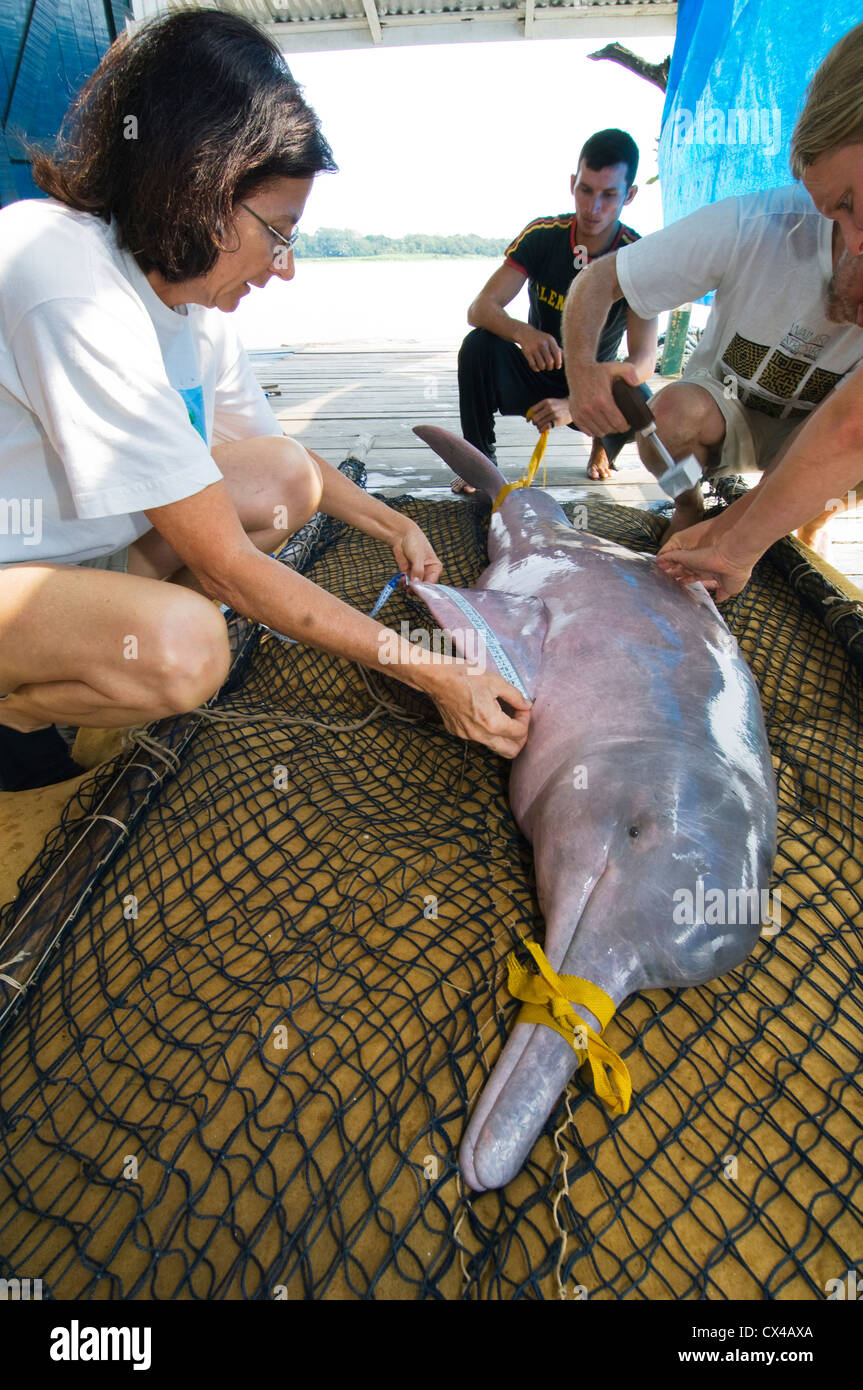 Brazilian Biologist Vera da Silva, measuring Amazon River Dolphin or 'Boto' (Inia geoffrensis) Captured for research, tagging - Stock Photo