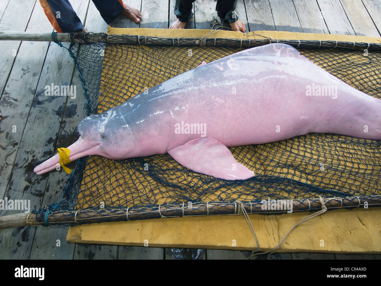 Amazon River Dolphin or 'Boto' (Inia geoffrensis) Captured for research, tagging - Mamiraua Reserve, Amazon, Brazil Stock Photo