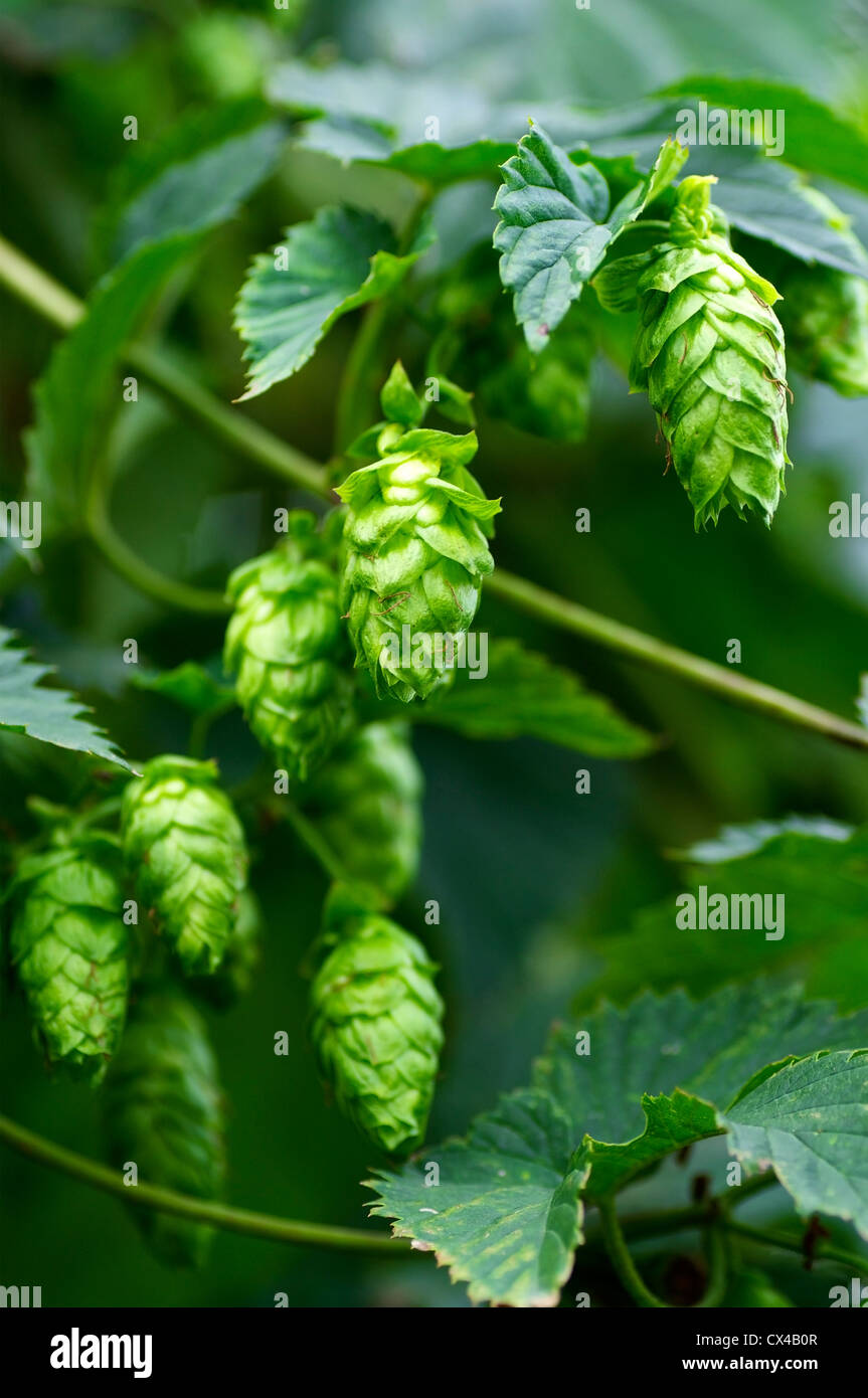 Ripe Hops umbels hanging on the plant Stock Photo