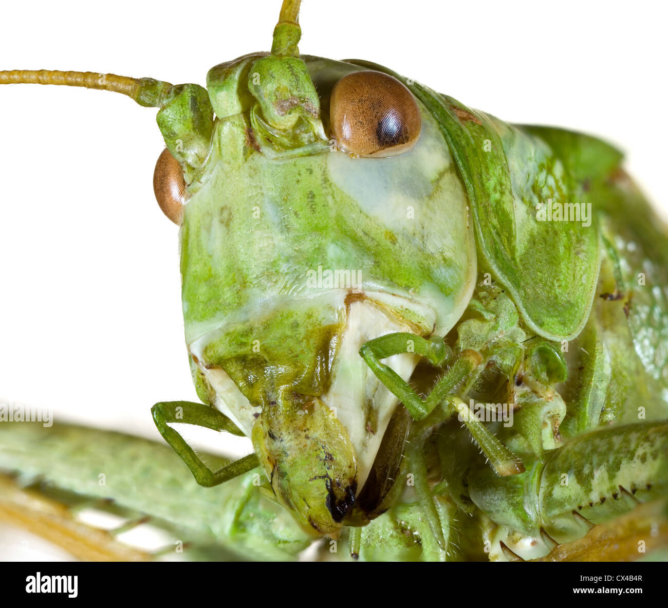 Extreme Macro shoot of Bush Grasshopper Head Stock Photo