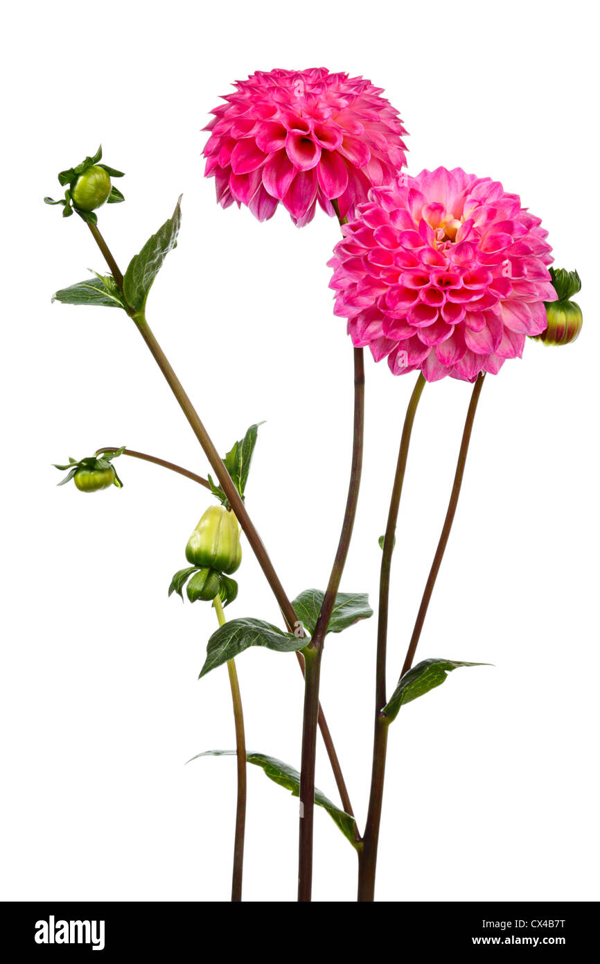 Dahlia. Two pink flowers on a white background Stock Photo - Alamy