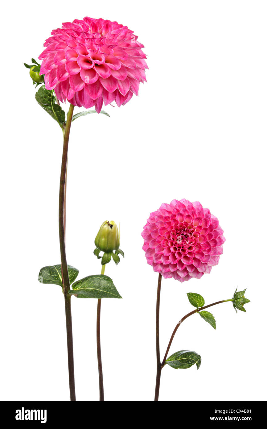Dahlia. Two flowers isolated on white Stock Photo - Alamy