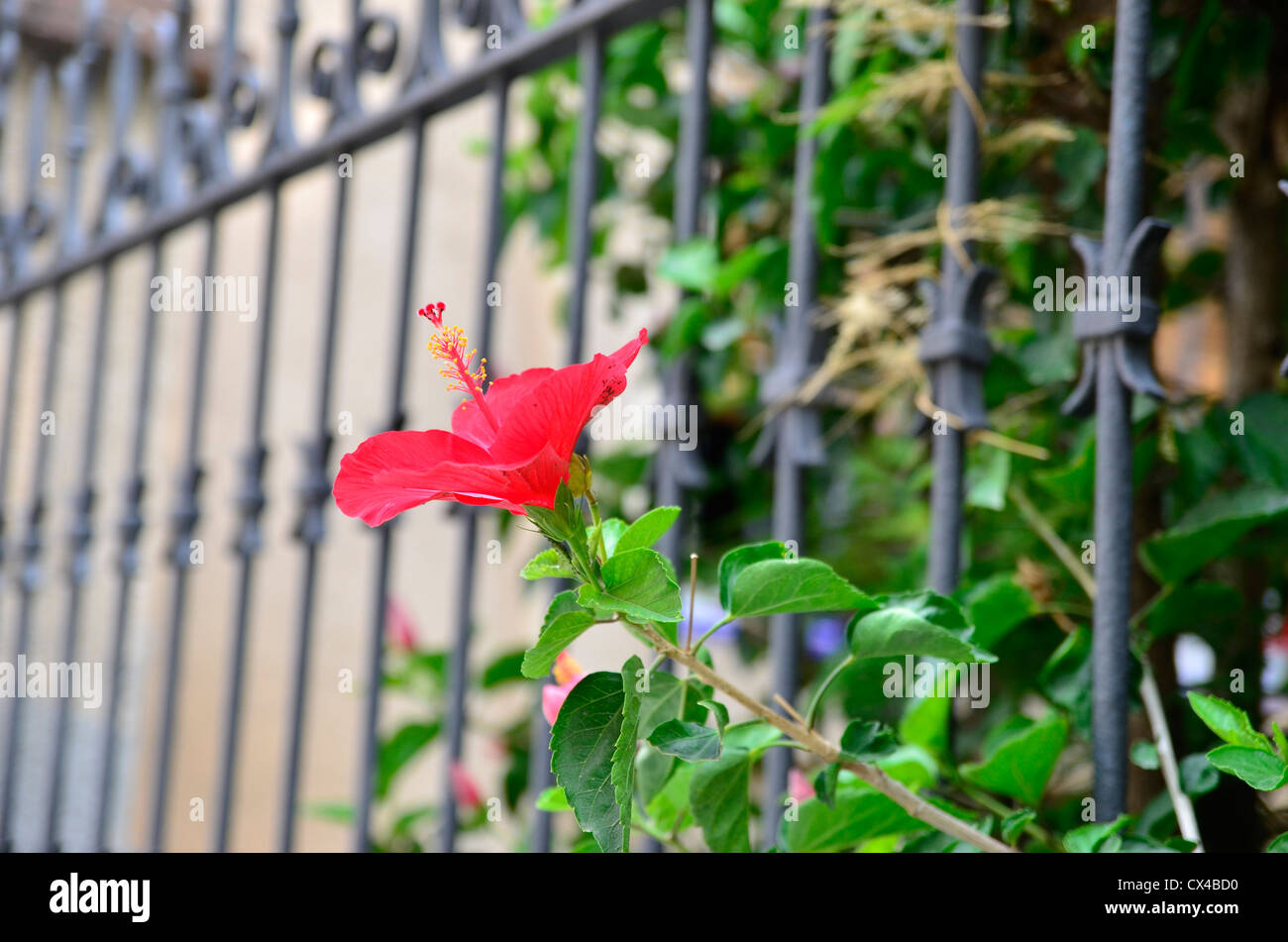 Red hibiscus spain hi-res stock photography and images - Alamy