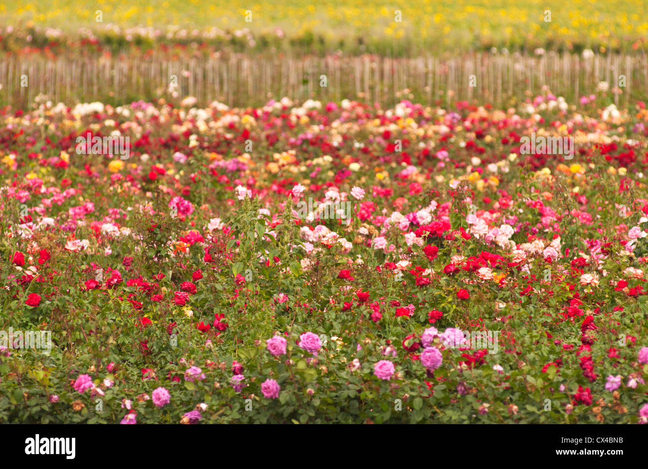 French rose farm Stock Photo Alamy