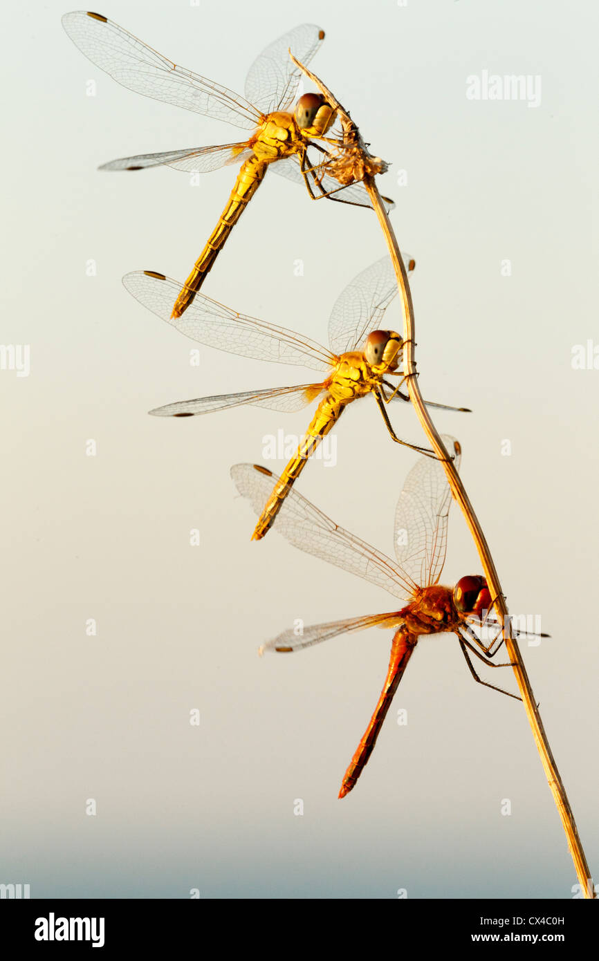 Dragonflies of spain hi-res stock photography and images - Alamy