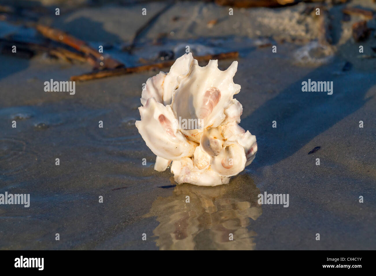 Oyster shells on the beach Stock Photo Alamy
