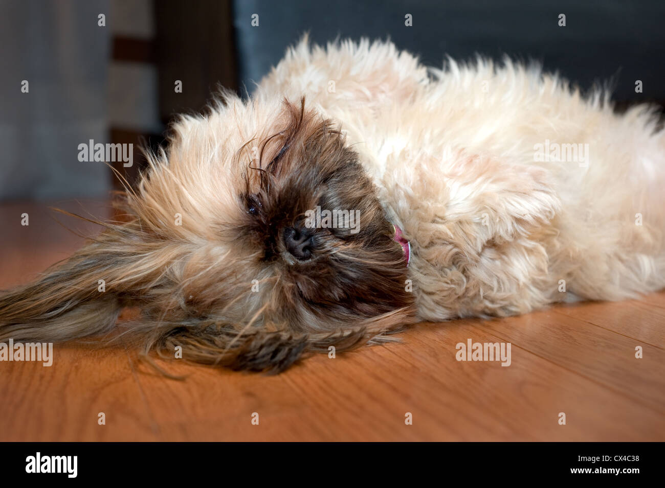 Why Is My Dog Rolling On The Floor