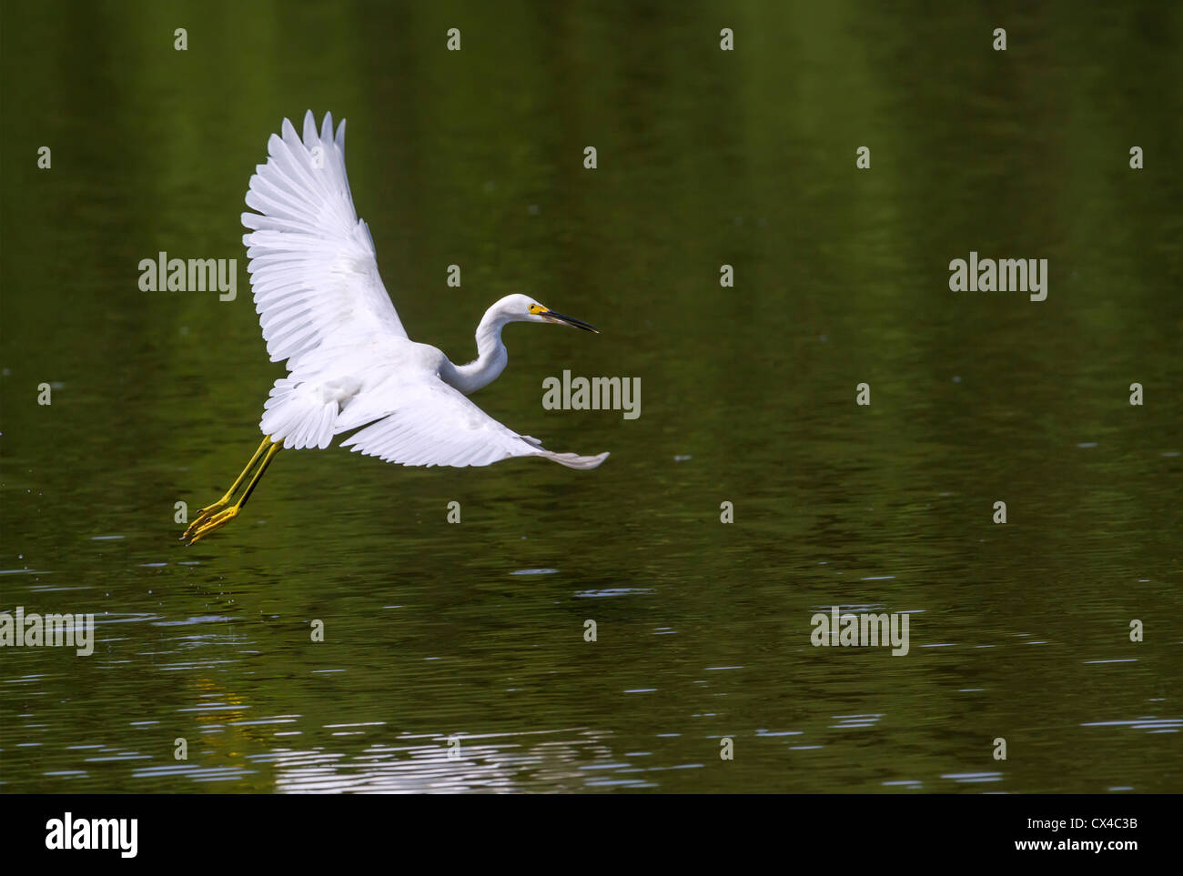 Snowy egret flying, Hilton Head Island Stock Photo