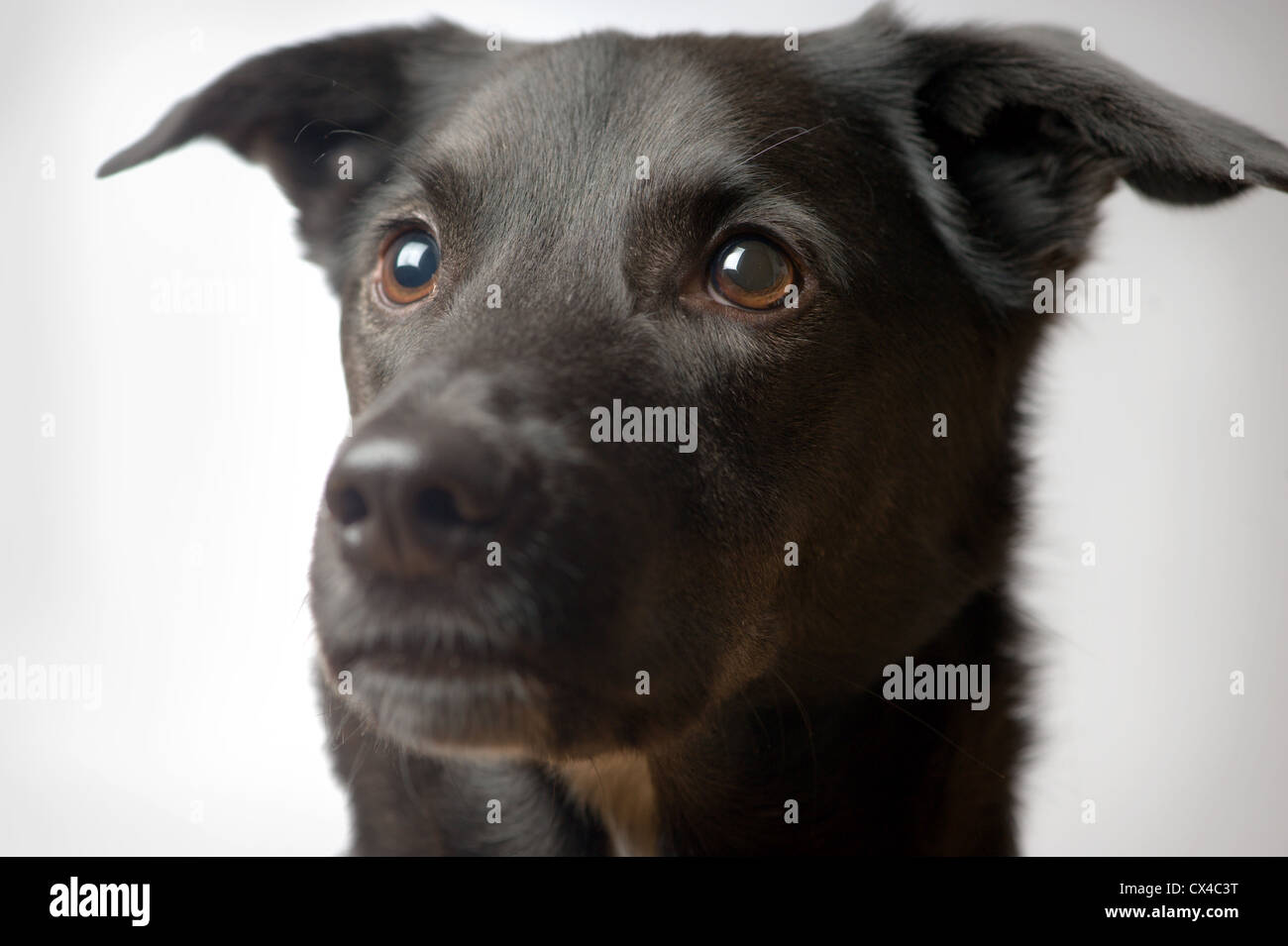 Close up of cute dogs face Stock Photo Alamy