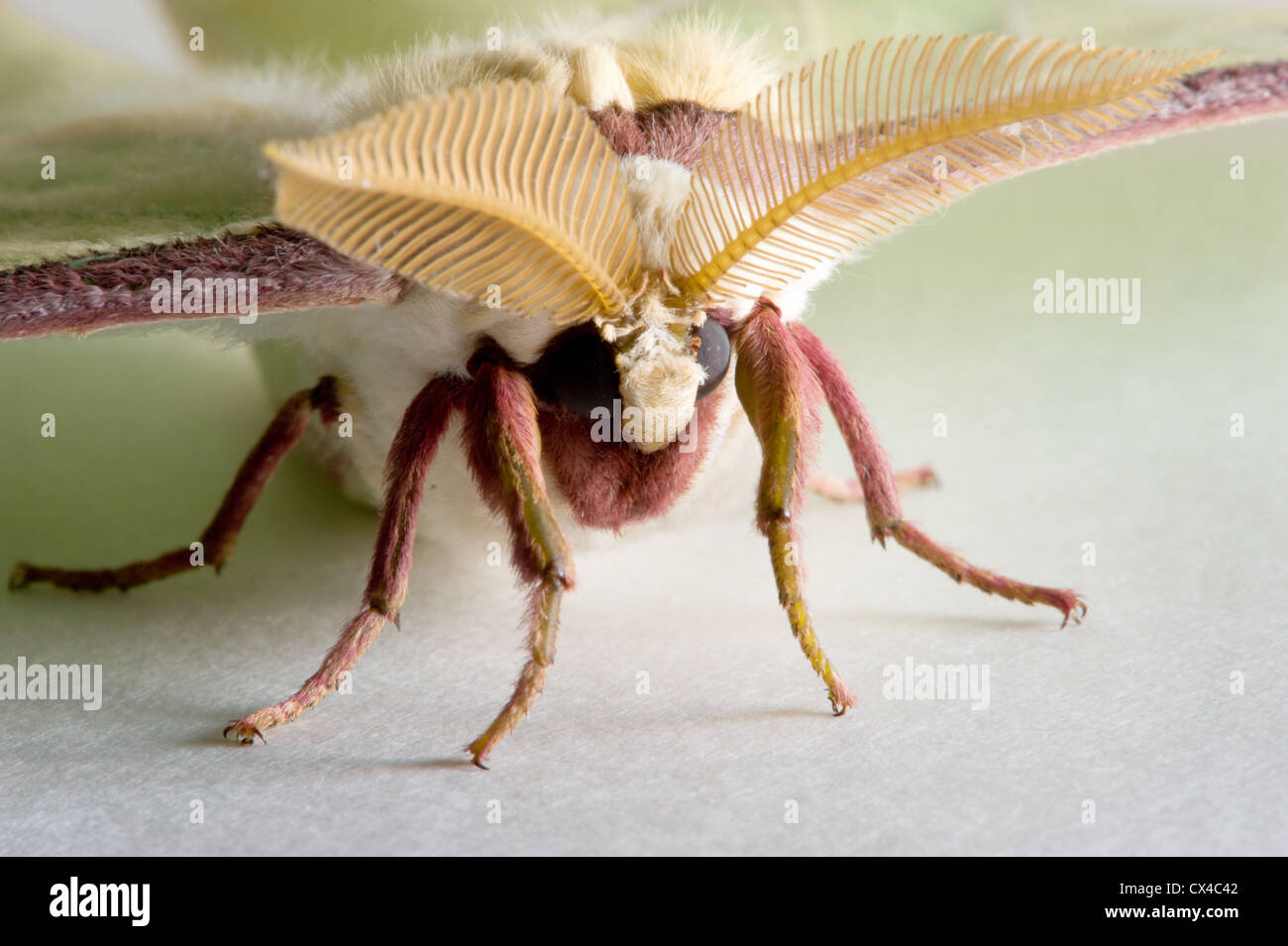Close up macro shot of the face of a Luna Moth (actias luna) Stock Photo