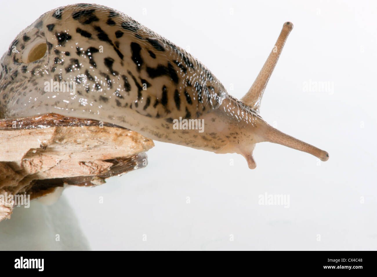 Close up of a giant leopard slug (Limax maximus) crawling off a broken branch against a white background. Stock Photo