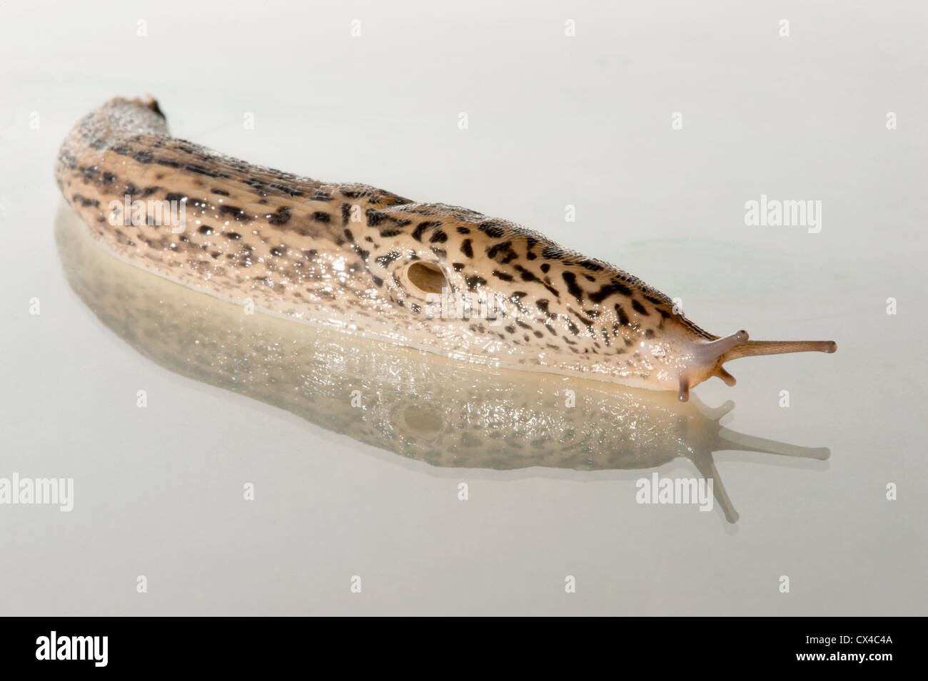 Slug body texture hi-res stock photography and images - Alamy