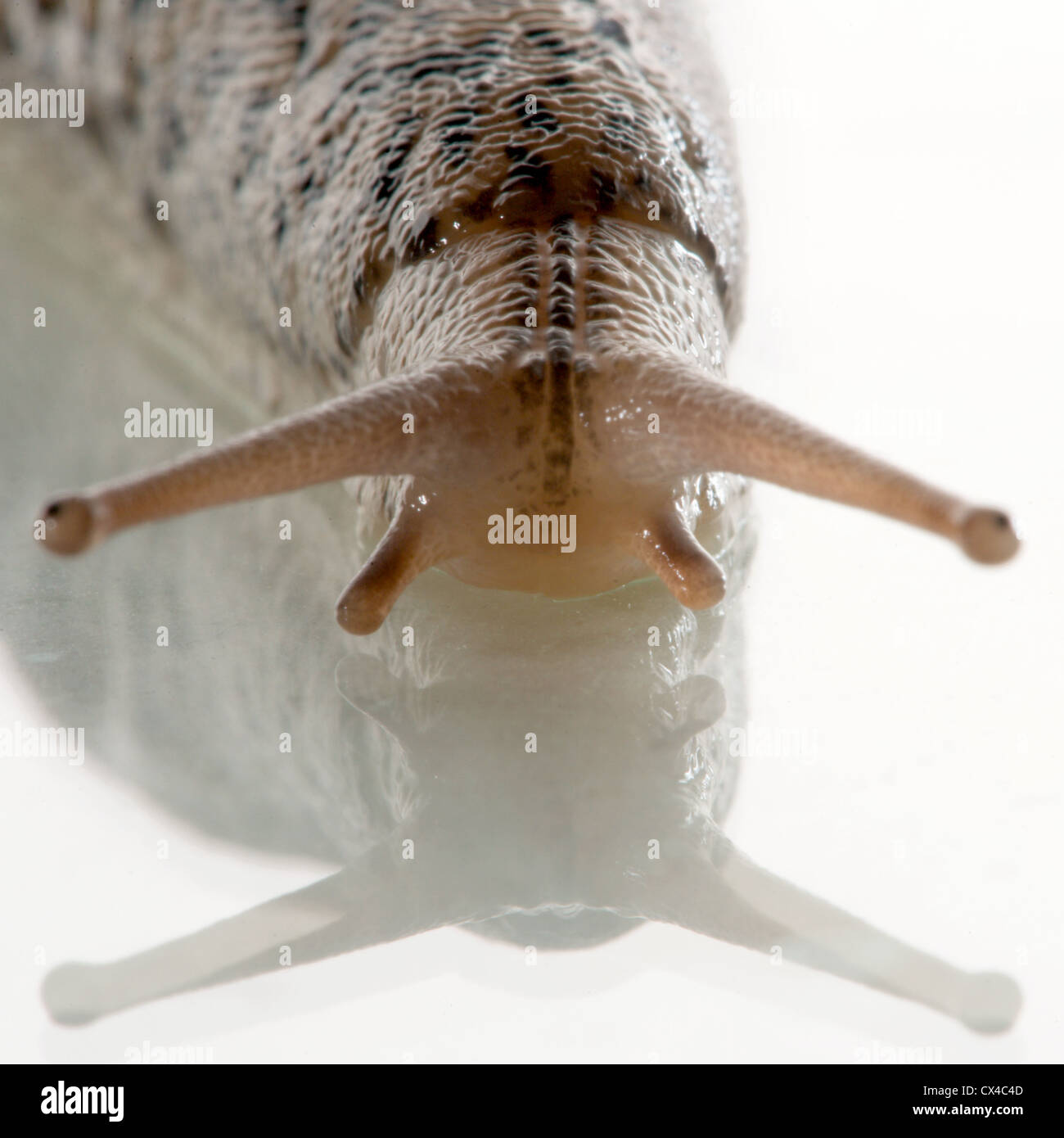 Close up macro shot of a giant leopard slug (Limax maximus Stock Photo ...