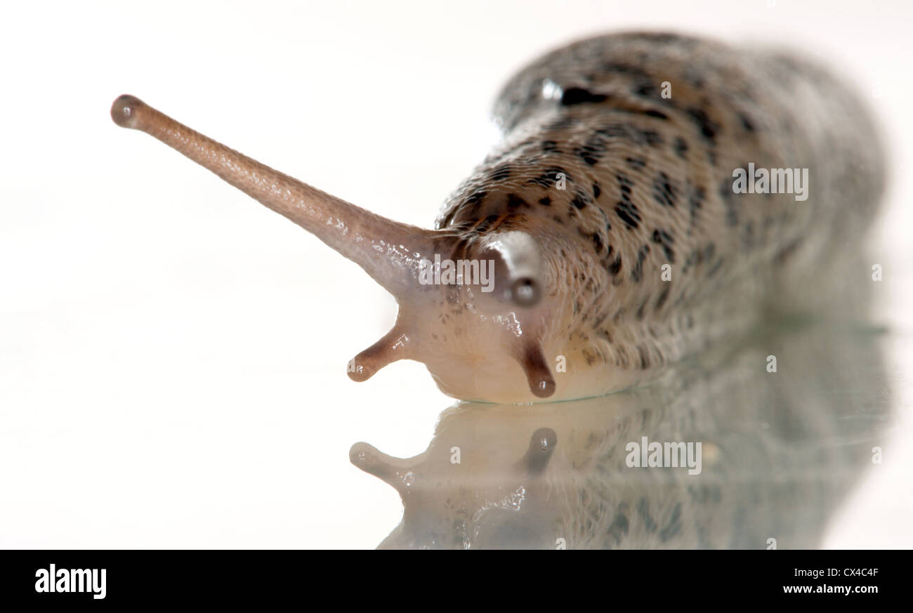 Close up shot of a giant leopard slug crawling across a reflective surface towards the camera. Stock Photo