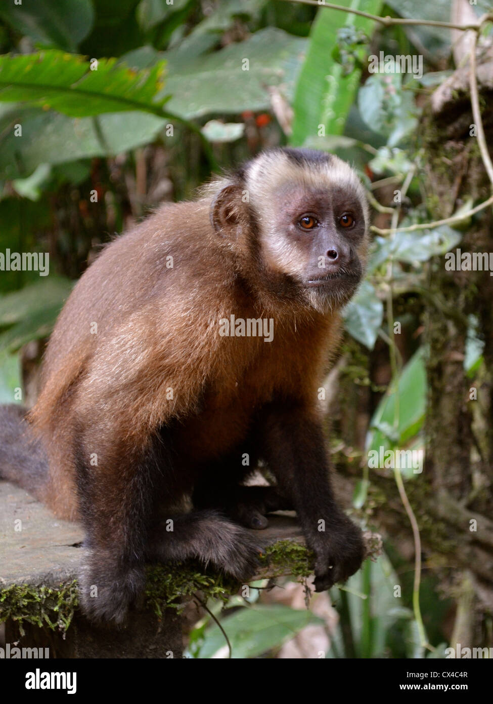 Monkey in the Peruvian Amazon, Puerto Maldonado, Peru Stock Photo