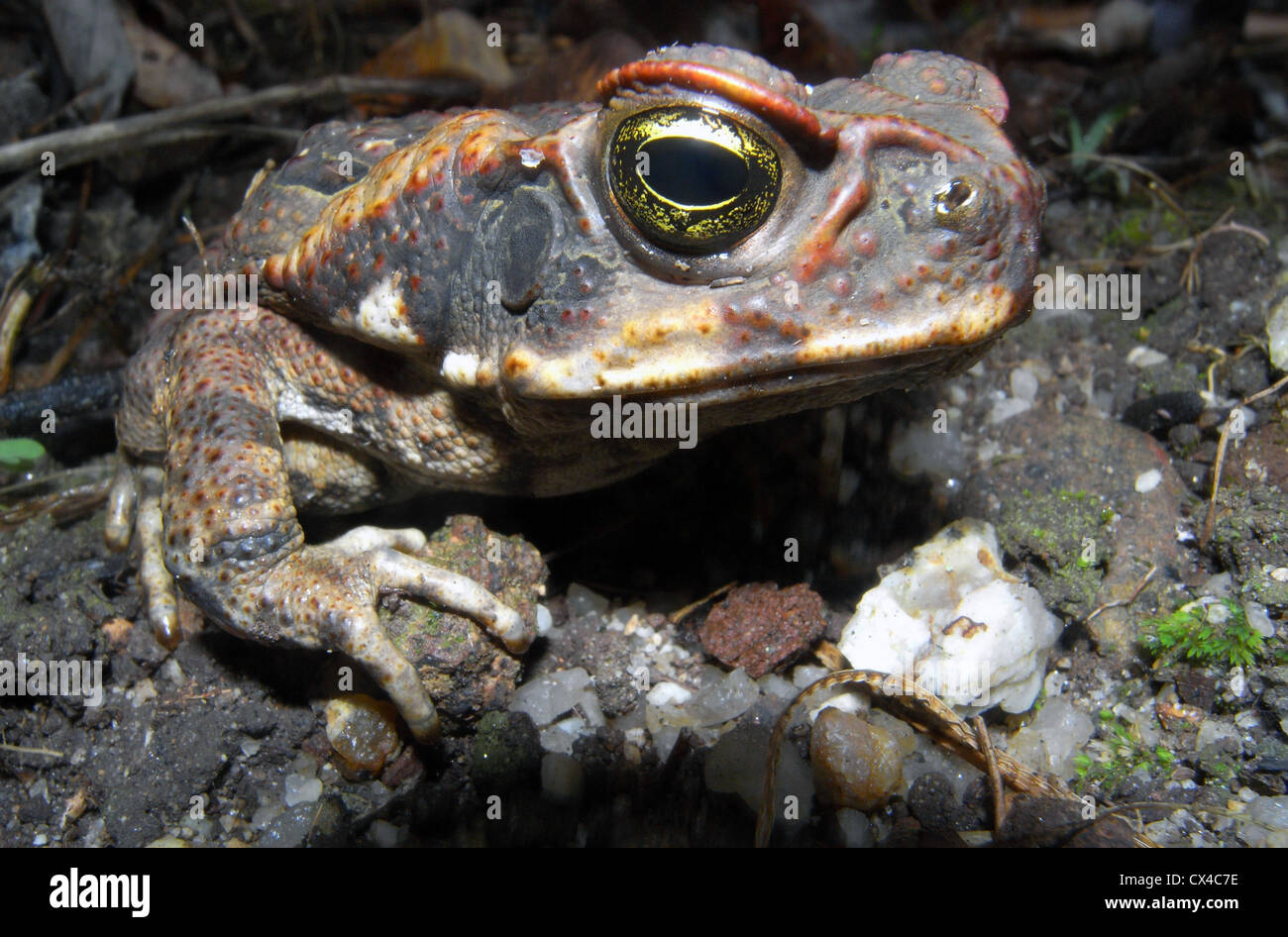 Cane toad (Bufo marinus aka Rhinella marinus), an invasive pest in northern Australia Stock Photo