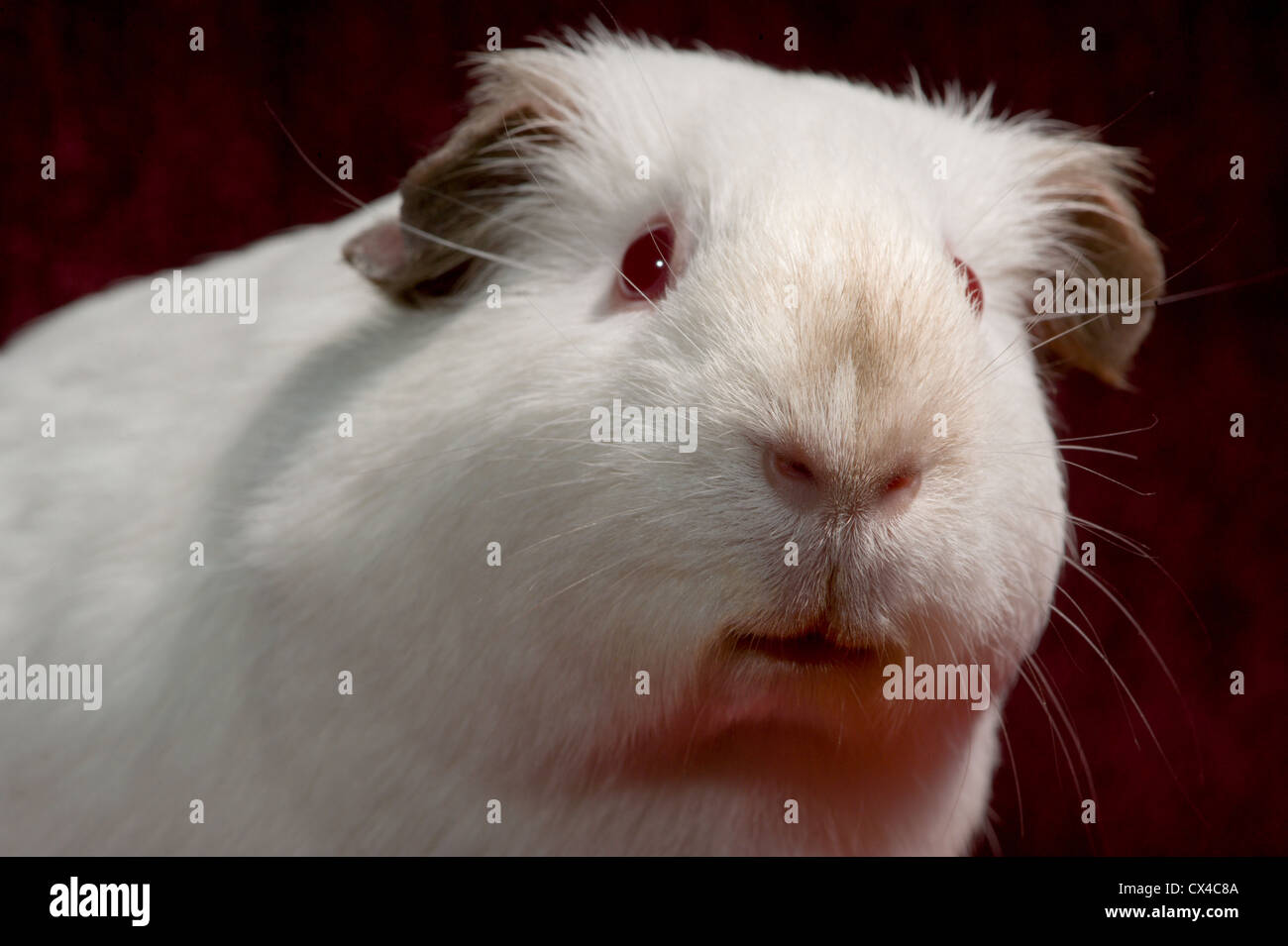 Cute white guinea pig with brown ears and red eyes looks at the Stock