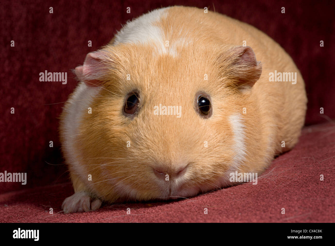 Chubby orange and white guinea pig sits on a red couch cushion Stock Photo  - Alamy