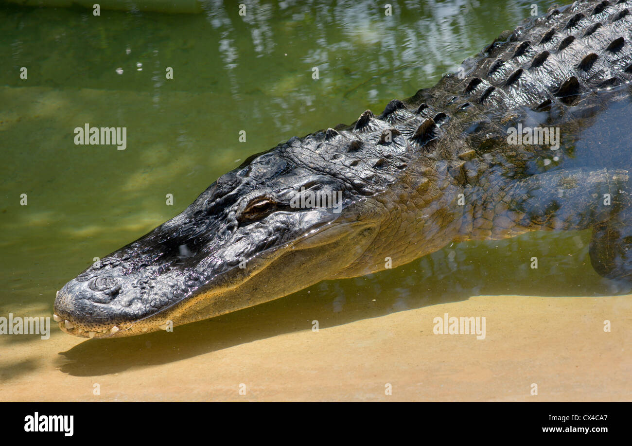 Alligator in pond hires stock photography and images Alamy